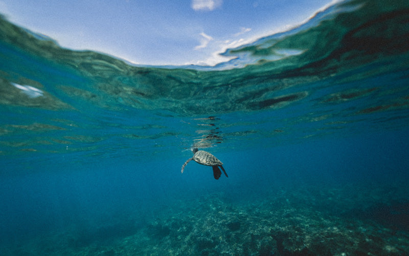 For the love of the ocean